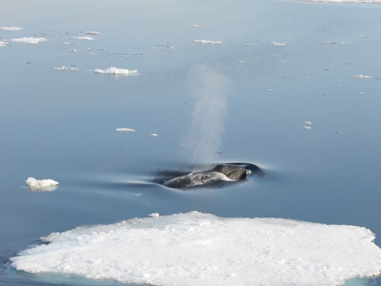 Top of whale's head, showing blowhole and spray, emerging from water near patch of ice.