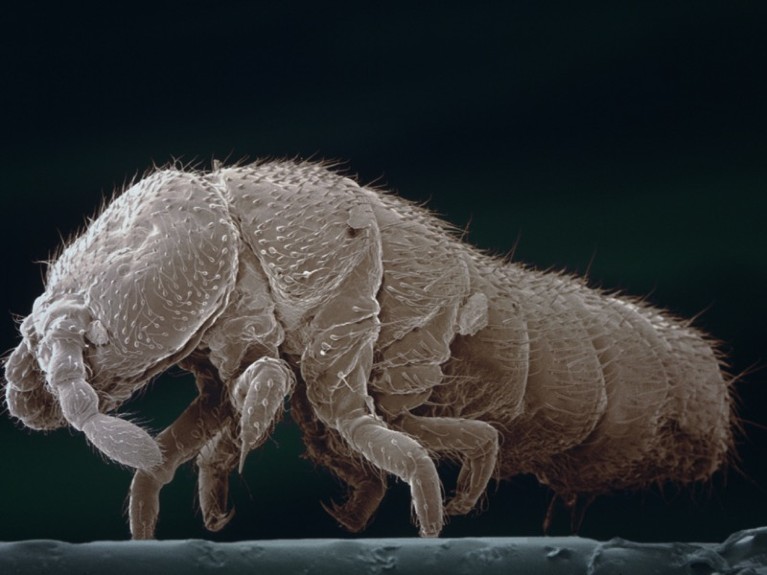 AColoured scanning electron micrograph of a six-legged creature with antennae and a long body.