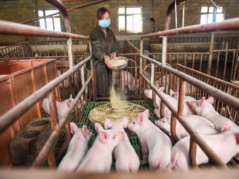 Breeders feed piglets at a pig farm on May 12, 2020 in Bijie, Guizhou Province of China.