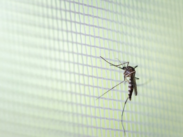Aedes aegypti Mosquito on white mosquito wire mesh.