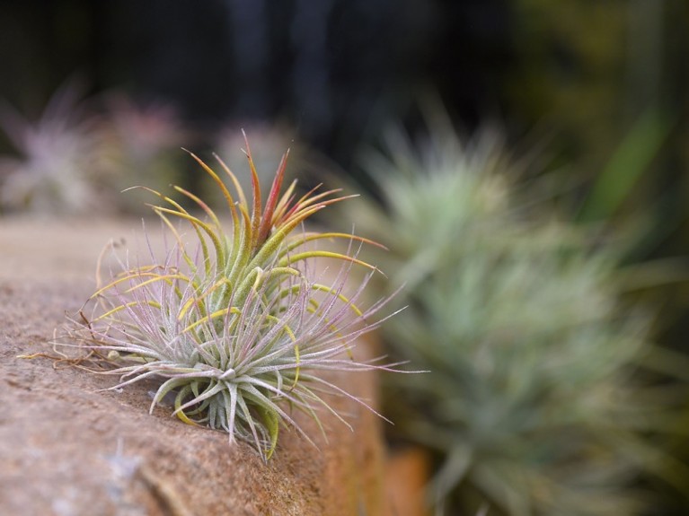 Small tillandsia plants grown on rocks on display and for sale at Rainforest Flora nursery in Torrance, California.