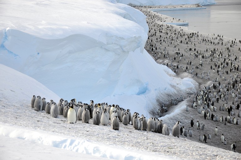 Emperor penguins (Aptenodytes forsteri) on the sea ice close of the Brunt Ice Shelf.