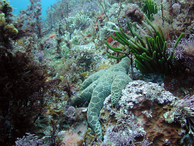 A starfish and other marine organisms in an underwater ecosystem.