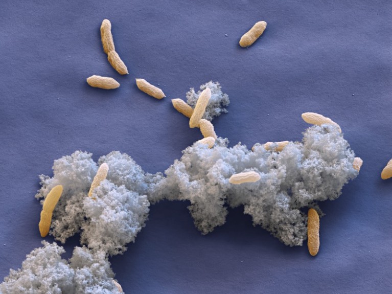 Coloured scanning electron micrograph (SEM) of Geobacter sulfurreducens bacteria amid metallic waste.