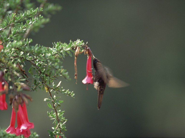 Black Metaltail Hummingbird (Metallura phoebe) feeding on flower nectar, Colca Canyon, Southern Andes, Peru.