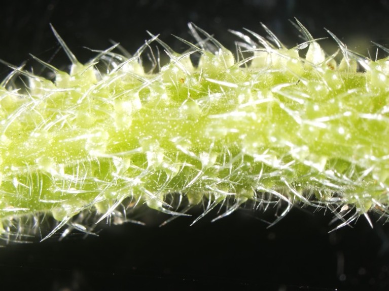 Close-up of a green plant stem covered in fine, translucent stings, on a black background.