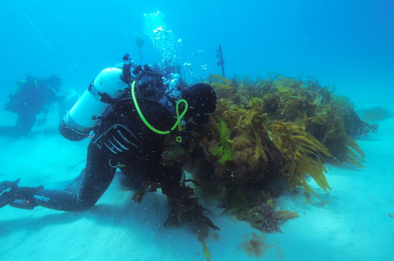A researcher in SCUBA gear looks over a kelp farm.