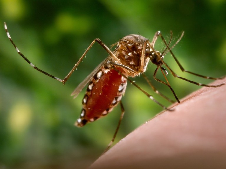 Mosquito engorged with blood, feeding on a human hand.
