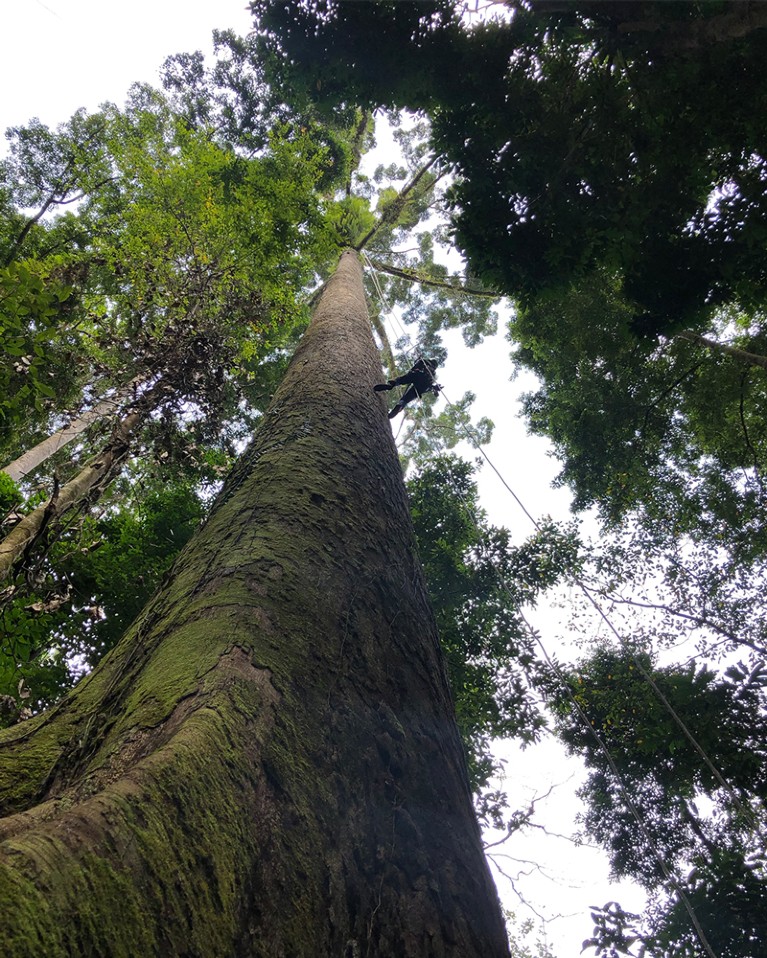 A tall tree seen from the bottom of its trunk, looking up into the canopy. A person climbs the tree on ropes.