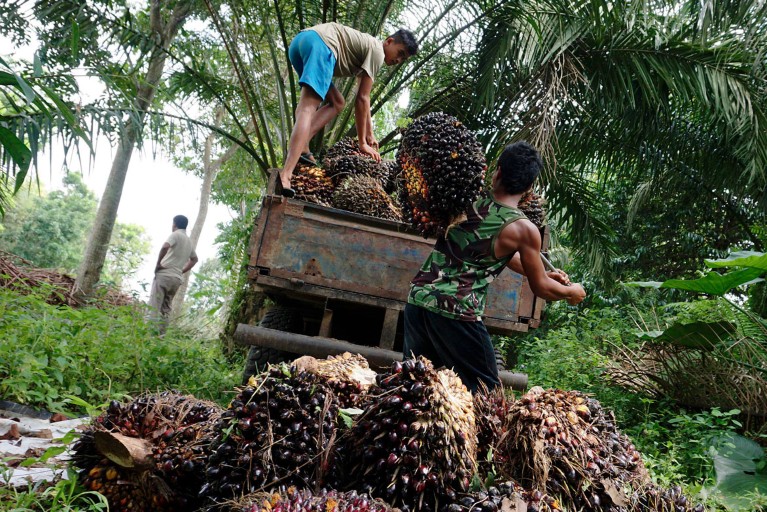 Workers load palm fruits onto a truck at a plantation North Sumatra, Indonesia