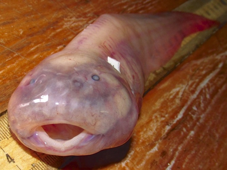 A pink fish with no apparent fins and rudimentary eyes, lying on a wooden table.