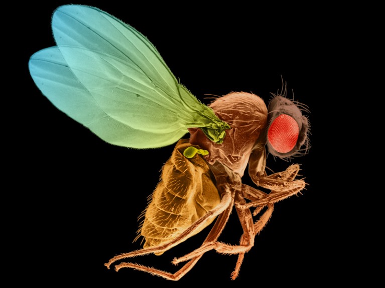 Coloured scanning electron micrograph of a fruit fly against a black background.