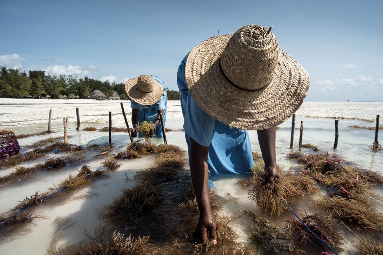 Two farmers wearing straw hats bend over their seaweed crop