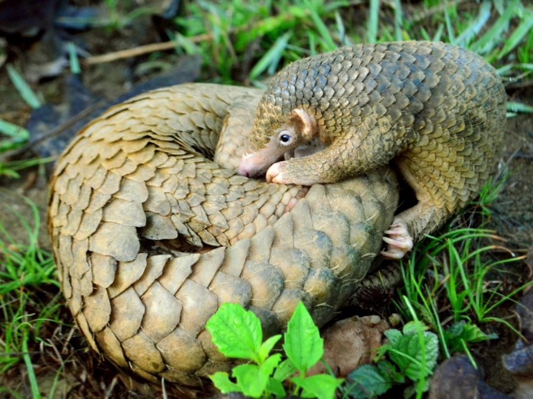 A Philippine Pangolin pup nudges its mother, rolled up in a protective ball, Palawan.