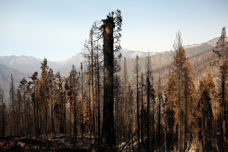 The large blackened and decapitated trunk of a giant Sequoia surrounded by other fire-damaged trees in a forest in the hills