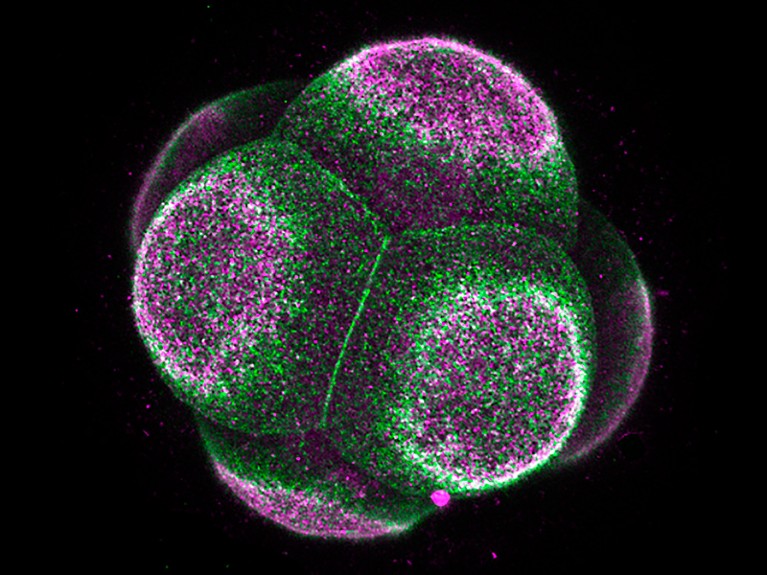 Eight-cell mouse embryo, light micrograph.