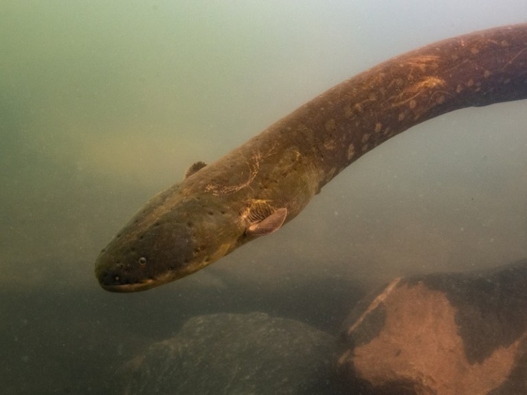 Underwater photos of Volta’s electric eel (Electrophorus voltai) in Xingu River.