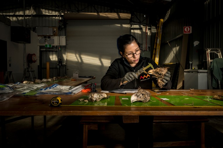 Leah Tsang photographed in a warehouse at a desk covered in bird skull samples using callipers to measure a bird skull
