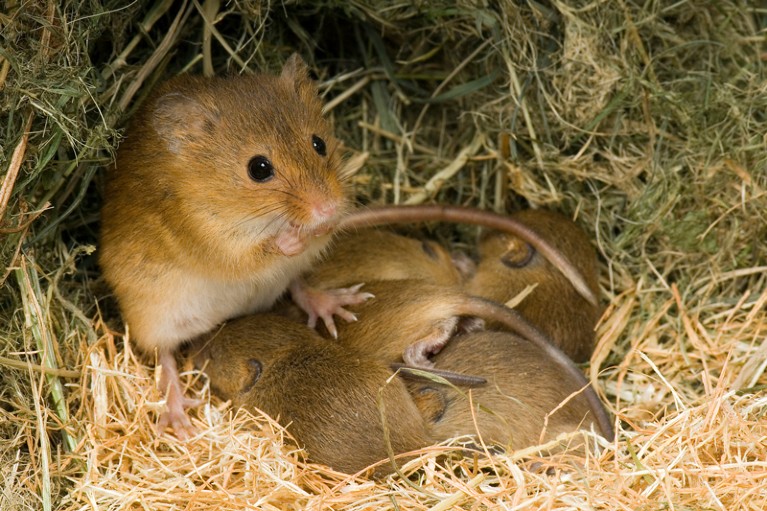 Harvest Mouse mother with suckling 1-week babies in nest