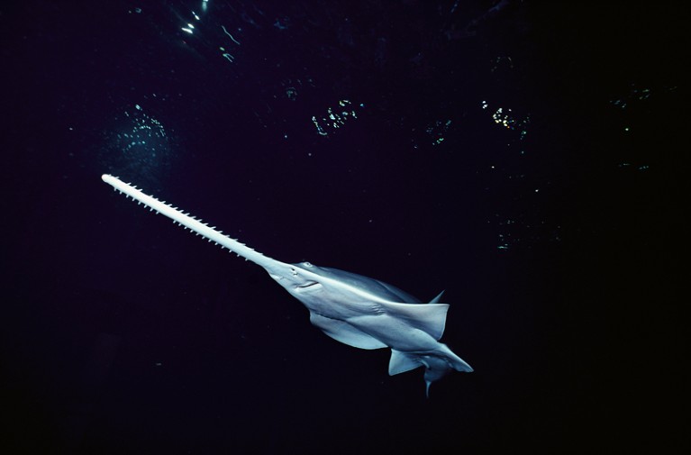 Knifetooth sawfish, seen mostly from below.