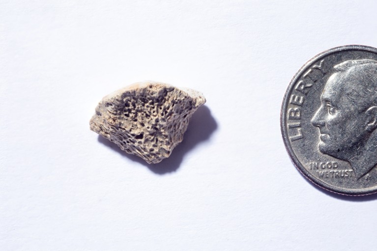 A bone fragment next to a dime