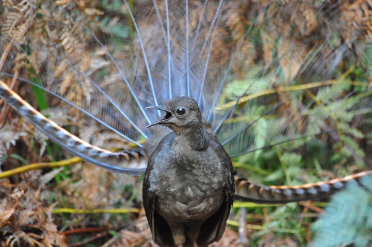 A male lyrebird