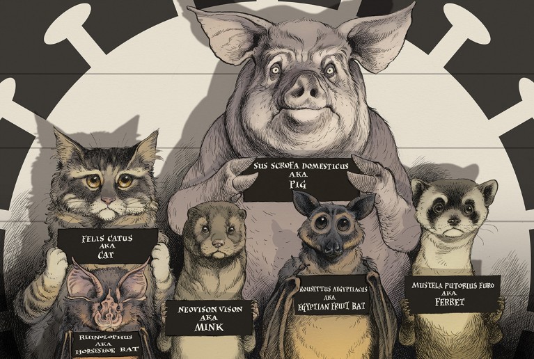 Cartoon of a cat, bats, ferret, mink and pig holding name cards as if in a police lineup with a virus shaped spotlight on them