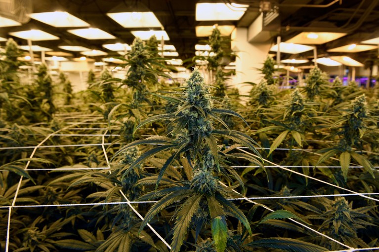 Flowering marijuana plants grow at the LivWell Enlightened Health cultivation facility