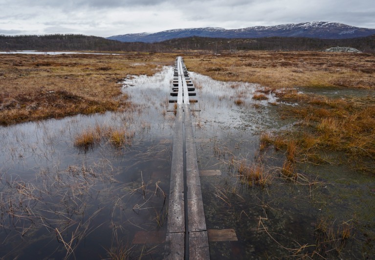 In a boggy landscape a line of boardwalk stretches into the distance as the near end is submerged in permafrost meltwater