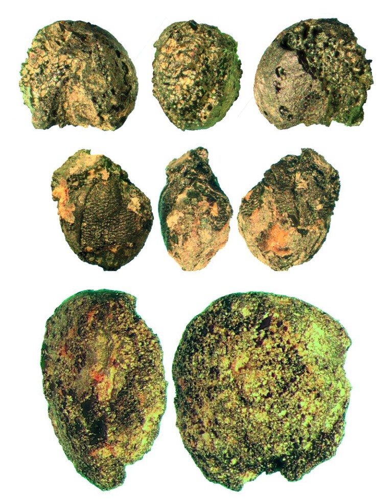 Charred finds of the most important cultivated crops from the Late Bronze Age