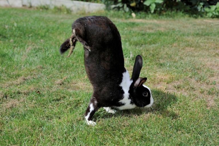 A black and white rabbit with its hind legs lifted from the ground and its body held vertically.
