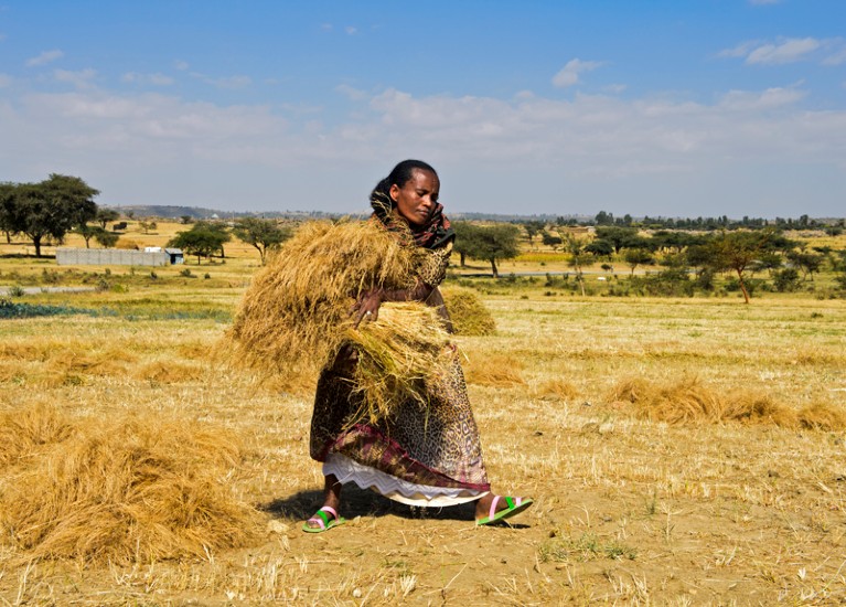 Woman harvesting teff, Ethiopia