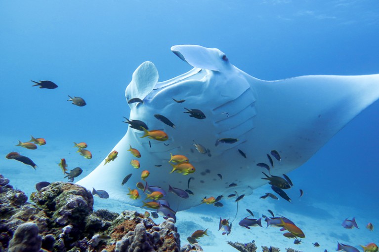 Reef manta ray attending a cleaning station at Lady Elliot Island, Australia