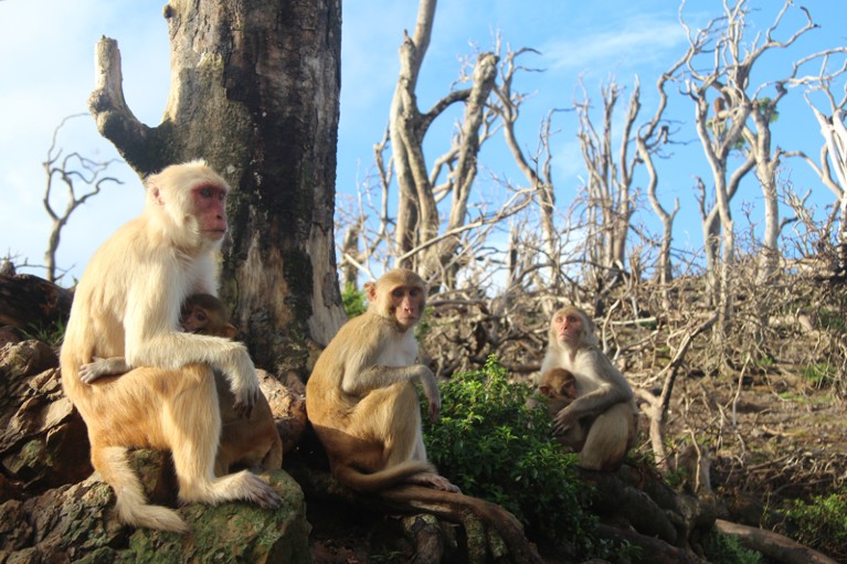 Female macaques and their infants, sitting close to one another in a bare landscape