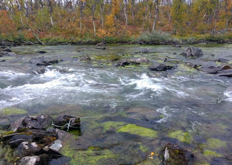 The river Paktajokka in Northern Sweden filled with filamentous algae