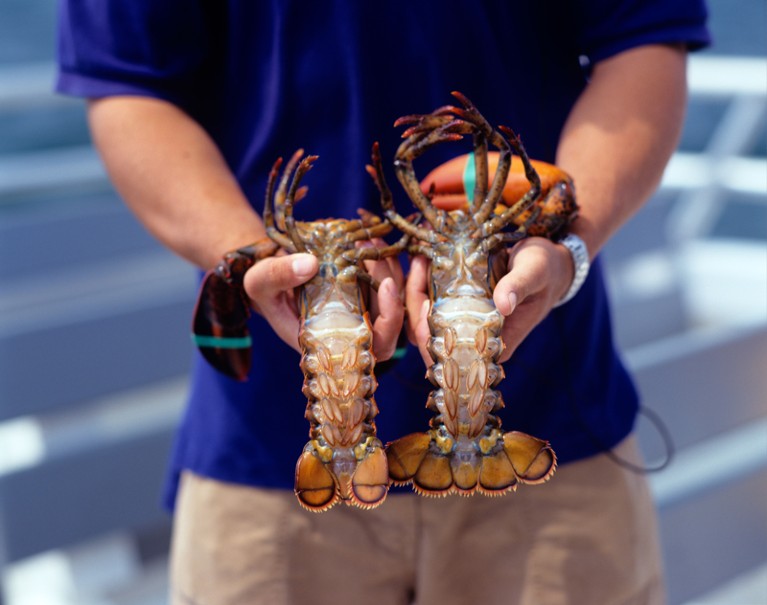 Person holding two lobsters with their underbellies facing up.