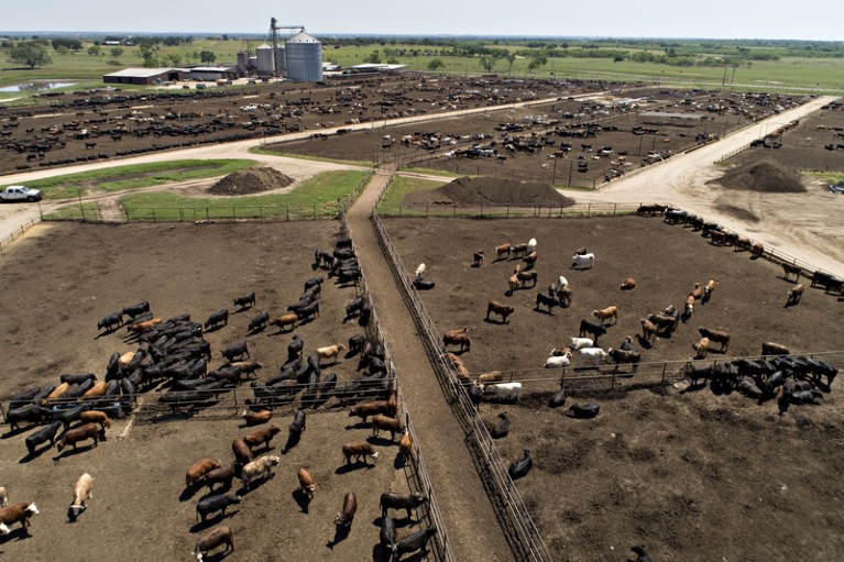 Aerial photograph of beef cattle standing at the Texana Feeders feedlot in Floresville, Texas