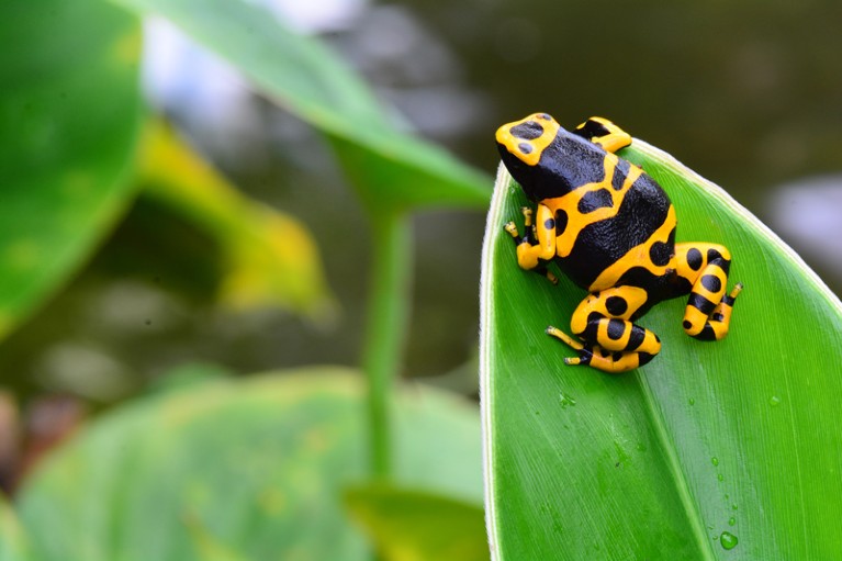 A black and yellow poison dart frog sitting on a leaf