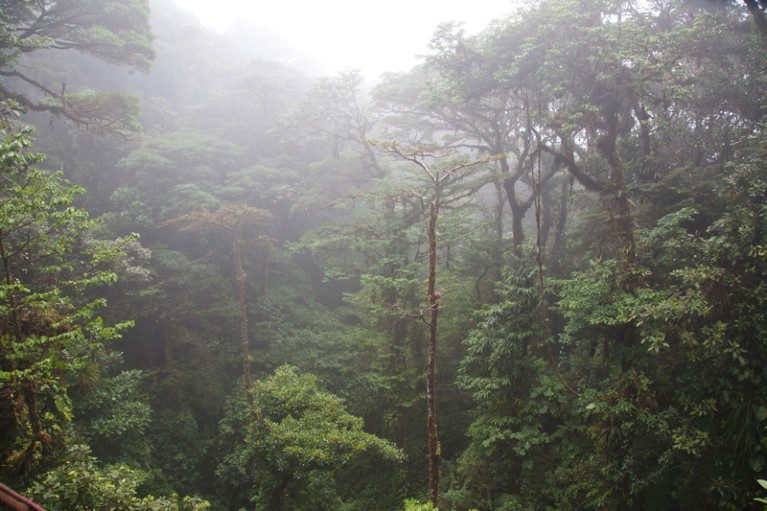 Monteverde Cloud Forest Preserve, Costa Rica
