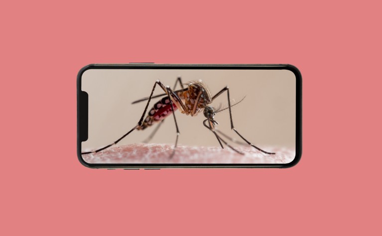 A composite image of a smartphone showing a picture of a mosquito on the screen