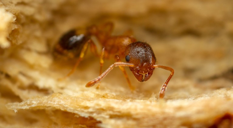 Temnothorax nylanderi ant