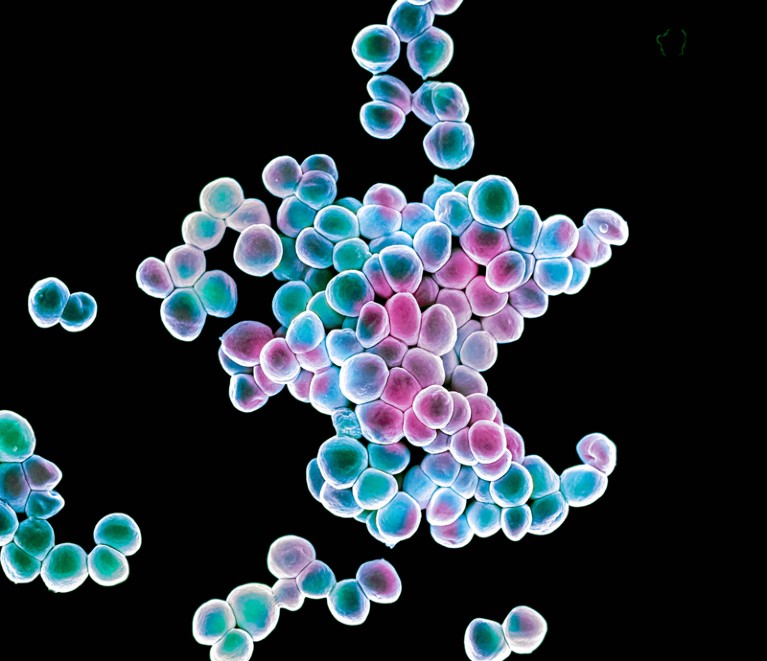 Colour enhanced scanning electron micrograph of Staphylococcus epidermidis diplococci