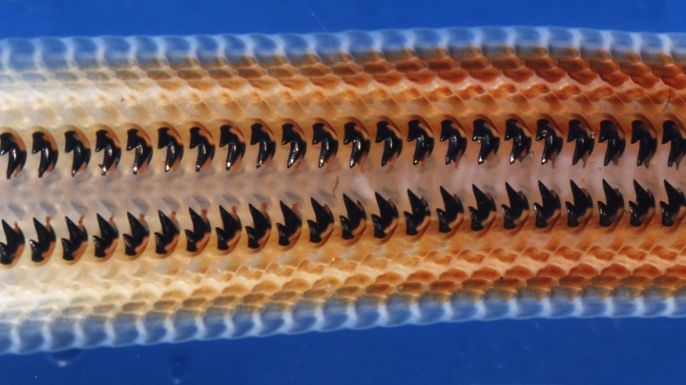 Mosaic image showing rows of sharp teeth in a mollusc's radula.