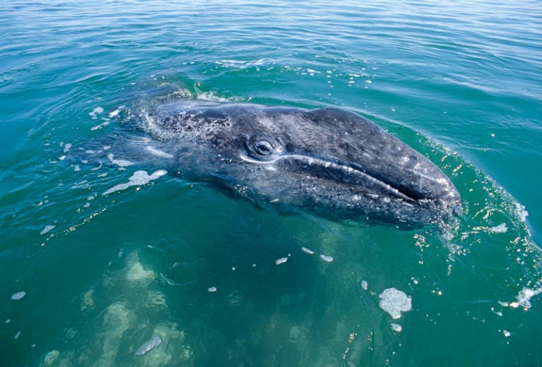 Grey whale calf at the surface.