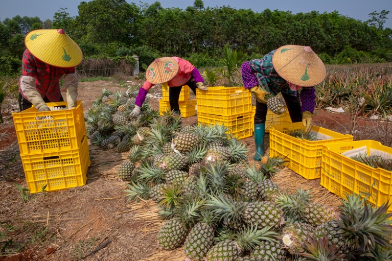 Farmers harvest pineapples in a field.