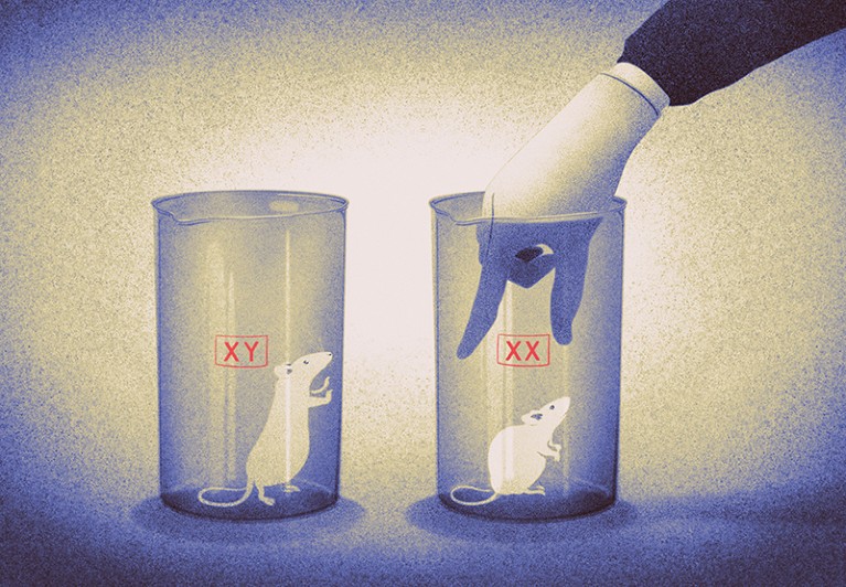 Illustration of two beakers containing mice, one labelled XX, one XY, with a hand reaching for the mouse in the XX jar