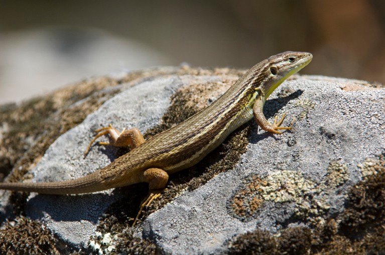 Lizard, Psammodromus algirus, resting on a rock