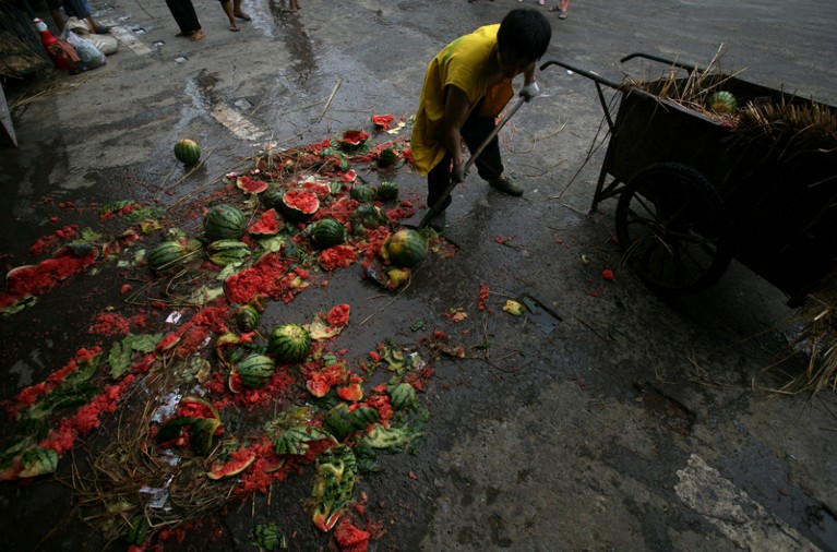 A worker sweeps up broken watermelons on the floor