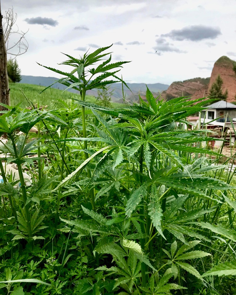 Cannabis landraces in central China