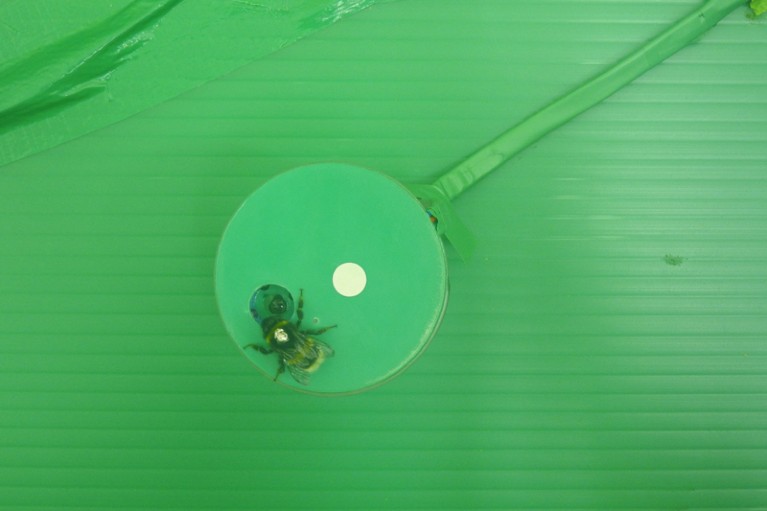 Bird's eye view of a marked bumble bee on a green robotic flower